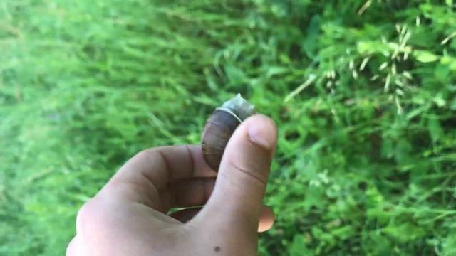 Шукаєм равликів смотреть онлайн