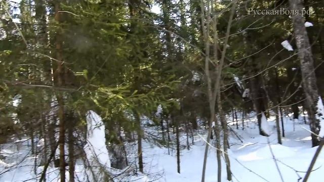 [РВ] Движение по АЗИМУТУ в густом лесу по компасу, ориентирование смотреть онлайн