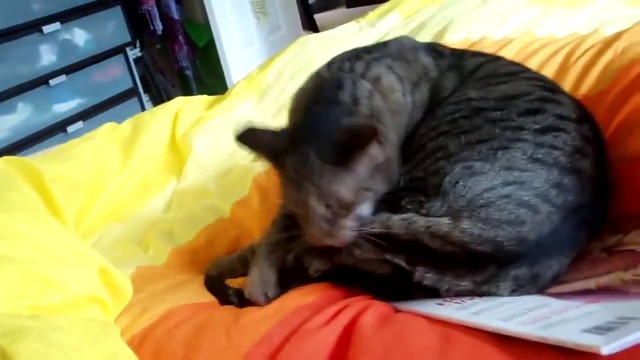 ЖЁсткий бой кота с самим собой . Cat violently beat himself смотреть онлайн