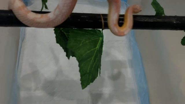 Знакомство с Тором/ маисовый полоз Snow смотреть онлайн