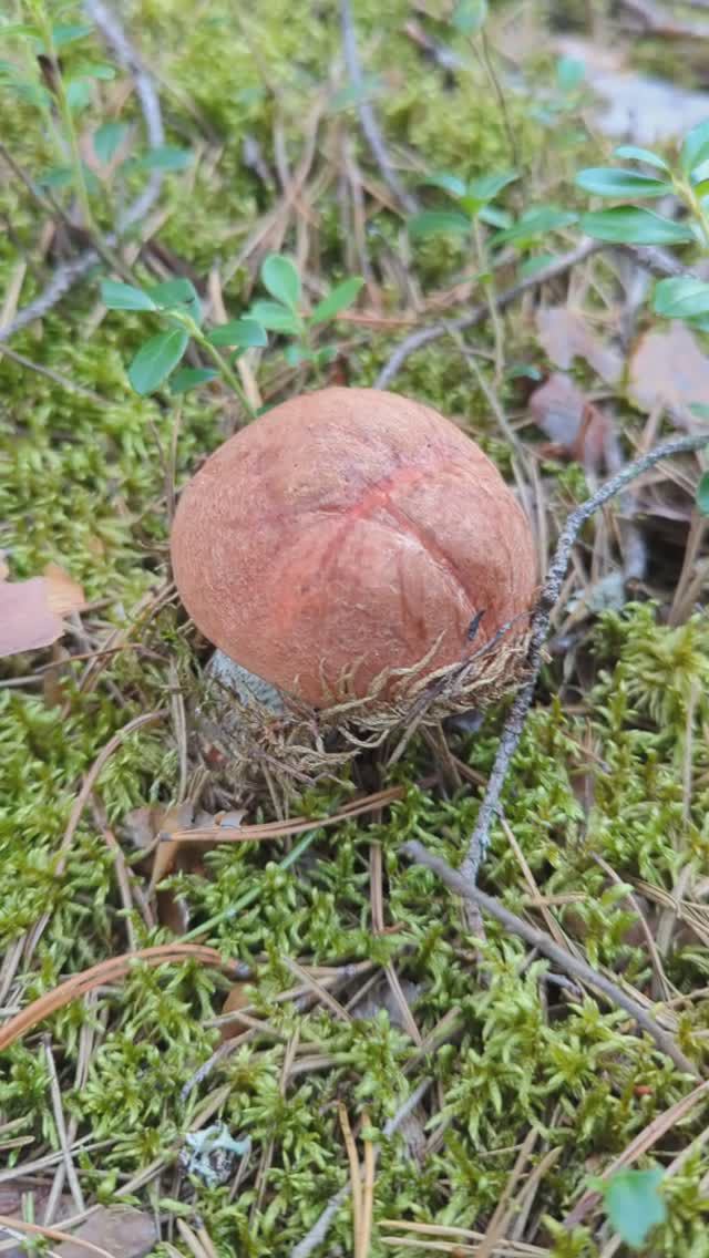 Грибной сезон