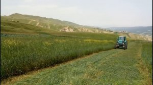 Трактор Т-40 косит траву с помощью косилки.Сила трактора!