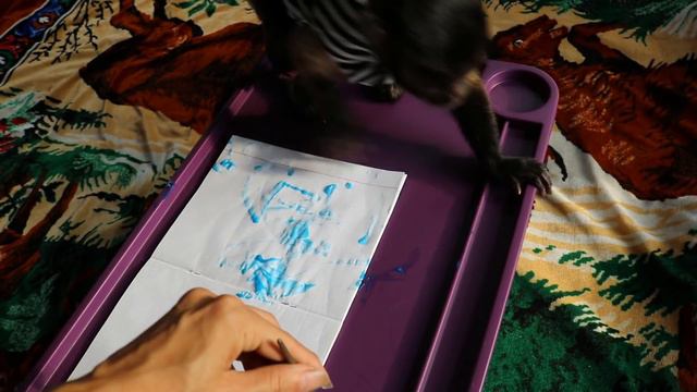 2018.09.01 Обезьяна капуцин Масяня. 1 сентября - День знаний! смотреть онлайн