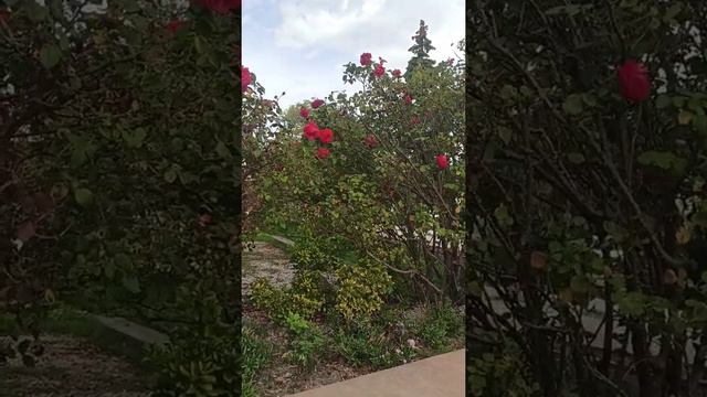 Мысхако храм Пророка Илии смотреть онлайн