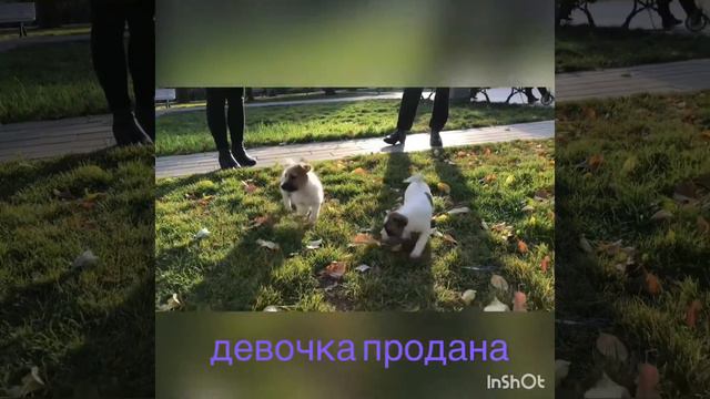 Джек Рассел терьер/ щенки/ смотреть онлайн