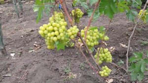 Виноград Прима Украины 2019г