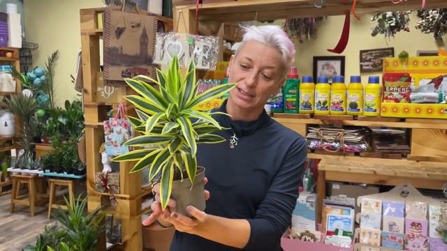 Драцена Сонг оф Индия - обзор сорта драцены рефлекса отогнутая | Южная красотка для интерьера смотреть онлайн