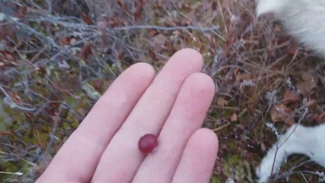 Поход на болото за клюквой смотреть онлайн