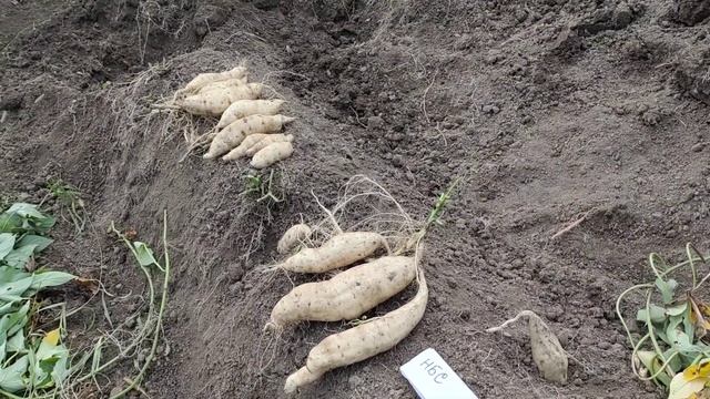 Обзор сорта батата НБС или Новосибирский белый. Батат, который не любит полив. Плети батата -миф. смотреть онлайн