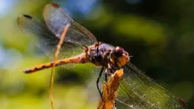 Стих про стрекозу смотреть онлайн