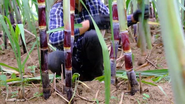 Harvest a lot of cucumbers and bring them home as gifts to visit your daughter and parents смотреть онлайн