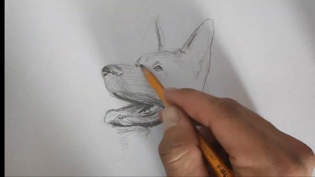 рисую немецкую овчарку смотреть онлайн