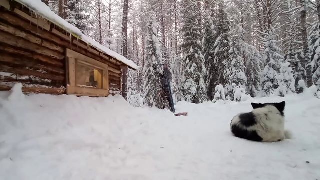 Выбраться из зимнего ночного ЛЕСА. Затемнал в ИЗБЕ. Отличная рыбалка в мороз!