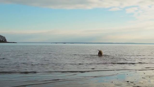 Dog TV: Music to Help Dogs Relax and Anti-Anxiety When Home Alone - Video Entertain of fun for Dogs смотреть онлайн
