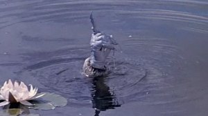 Должок - Варвара-краса, длинная коса