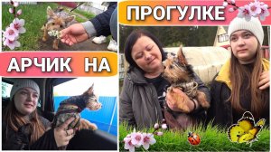 ВЛОГ! Купили костюмчик для Арчика//На прогулке с Арчиком//Йоркширский терьер//Щенок Йорка//Про Жизнь