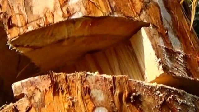 ?Валим любое дерево циркулярной пилой .We demolish the tree смотреть онлайн