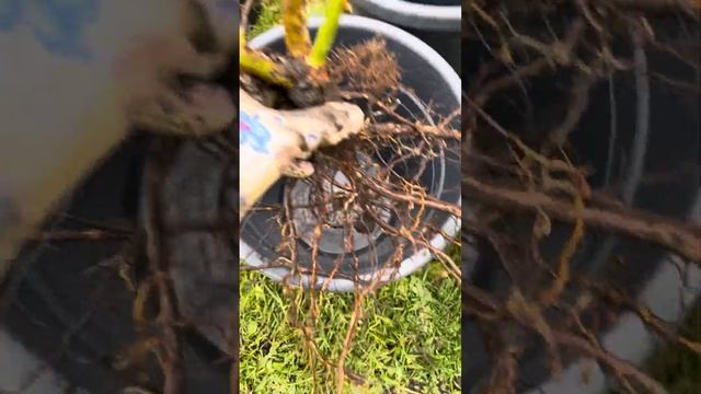 Осенняя посадка розы «Пьер де Ронсар»?Каталог rozi-yulii.ru? смотреть онлайн