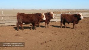 Бычки калмыцкой породы 1,5 года  Агробизнес Калмыкия