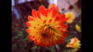 Последние осенние цветы