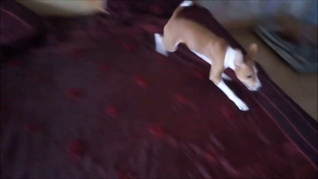 У басенджи хорошее настроение. смотреть онлайн