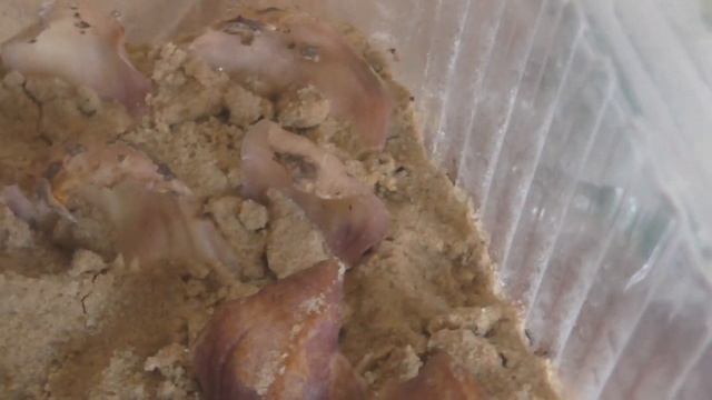 Размножение лилий чешуйками. посадка. смотреть онлайн