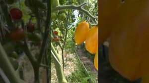 Обзор сортов томата. Котя f1 от Партнер