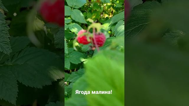 Малина в моём саду! смотреть онлайн
