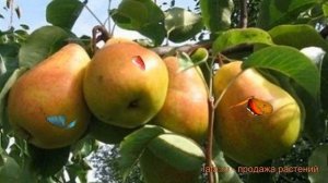 Груша плодовая Кафедральная (kafedralnaya) ? обзор: как сажать, саженцы груши Кафедральная