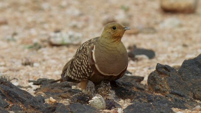 Планета Земля 2 4 серия «Пустыни» (документальный сериал, 2016) смотреть онлайн