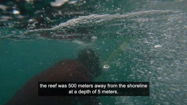 Vlog School meets the Reef on their Nature Based Solution in Coral Cove, Sri Lanka смотреть онлайн