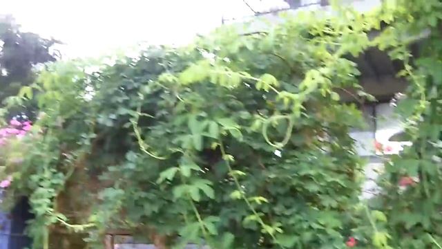 Akebia Vine - 30 sec Plant of the Week смотреть онлайн