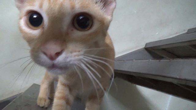How Cats React When Seeing Stranger 1st Time - Running or Being Friendly? | Viral Cat смотреть онлайн