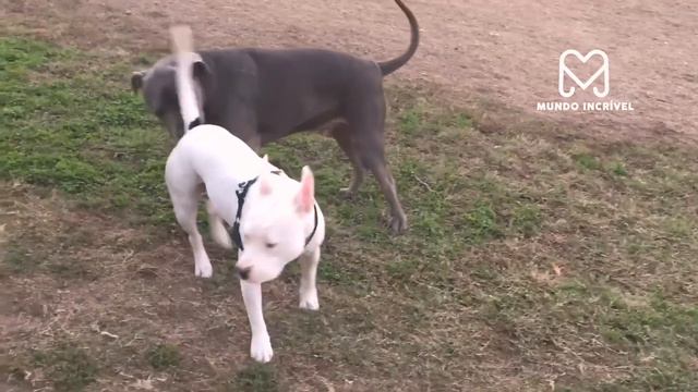 LEOPARDO VS PITBULL, PASTOR ALEMÃO, DOGO ARGENTINO смотреть онлайн