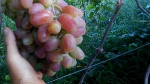 Виноград сорт преображение и юбилей новочеркасска...