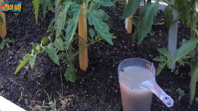 йод и борная кислота [очень хорошая подкормка для томата ] смотреть онлайн