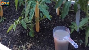 йод и борная кислота [очень хорошая подкормка для томата ]