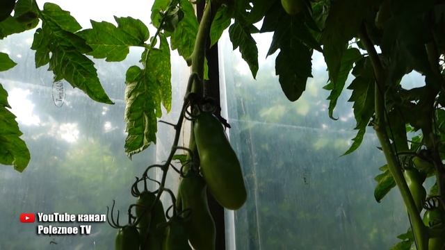 САМЫЕ МЯСИСТЫЕ ТОМАТЫ КОТОРЫЕ Я ПРОБОВАЛ ЧЕРЕВИЧКИ смотреть онлайн