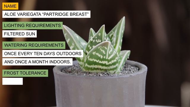 Aloe Variegata 