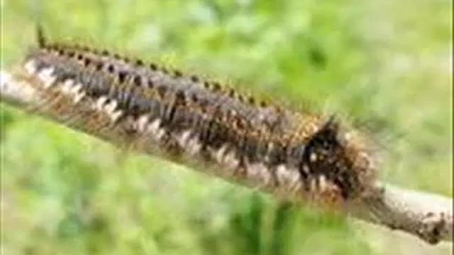 Можно ли предсказать погоду по волосатой гусенице? смотреть онлайн