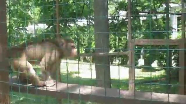 Стереотипные движения обезьяны смотреть онлайн