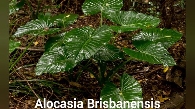 16 Different Kinds Of Alocasia смотреть онлайн