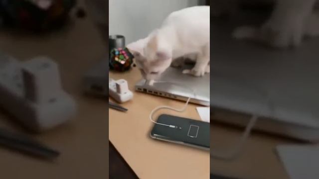 Иллюзия. Я сам сошёл с ума когда это увидел смотреть онлайн
