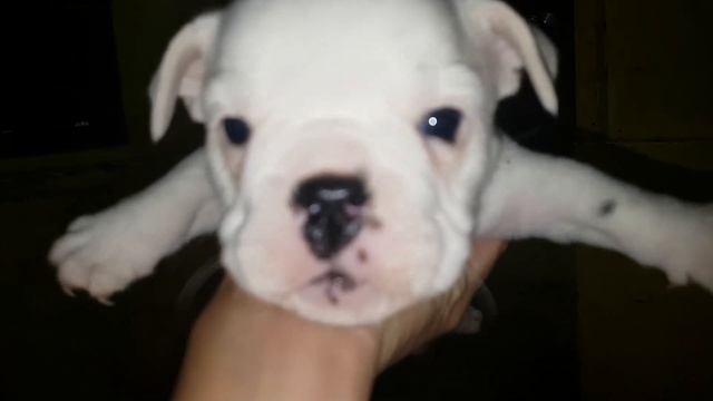 Cute English Bulldog Puppies First Time Walking and Running (2019) смотреть онлайн