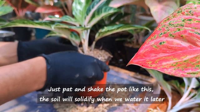 Beauty Plants Sisters, Pink Sunset and Red Sunset Aglonema Chinese Evergreen propagation and caring смотреть онлайн
