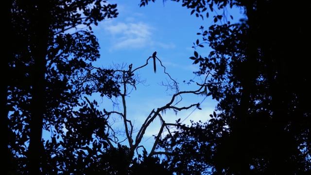 Самцы. Все части - Документальный фильм - Сборник смотреть онлайн