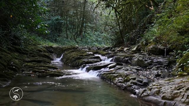 Relaxing sounds of a mountain river. Beautiful forest river. Video of nature, for sound sleep. смотреть онлайн