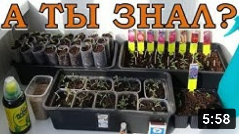 Осторожно! МОШКИ в рассаде ЧТО ДЕЛАТЬ? ⛔⛔⛔ смотреть онлайн