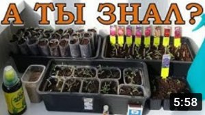 Осторожно! МОШКИ в рассаде ЧТО ДЕЛАТЬ? ⛔⛔⛔