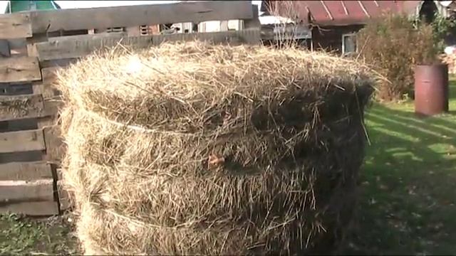 Купили сено. смотреть онлайн